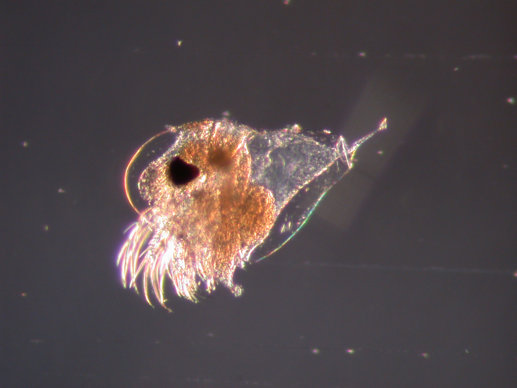 Представитель Семейства Podonidae